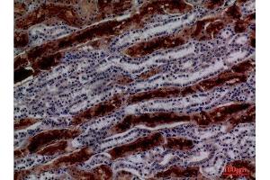 Immunohistochemistry (IHC) analysis of paraffin-embedded Human Kidney, antibody was diluted at 1:100. (GGT1 Antikörper  (N-Term))