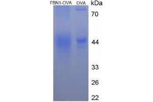 Image no. 1 for Fibrillin 1 (FBN1) (AA 2727-2742) peptide (Ovalbumin) (ABIN5666168)