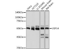 Western blot analysis of extracts of various cell lines, using USP14 Rabbit mAb (ABIN7271143) at 1:1000 dilution. (USP14 Antikörper)