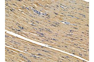 ABIN7095504 and ABIN7099561 at 1/100 staining rat muscle tissue by IHC-P.