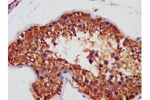IHC image of ABIN7144472 diluted at 1:1400 and staining in paraffin-embedded human testis tissue performed on a Leica BondTM system. (AIF Antikörper  (AA 103-612))