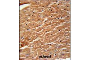 COPZ2 Antibody immunohistochemistry analysis in formalin fixed and paraffin embedded mouse heart tissue followed by peroxidase conjugation of the secondary antibody and DAB staining.