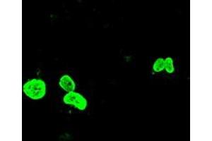 Anti-FOXA1 mouse monoclonal antibody (ABIN2452239) immunofluorescent staining of COS7 cells transiently transfected by pCMV6-ENTRY FOXA1 (RC206045). (FOXA1 Antikörper  (AA 1-473))