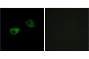 Immunofluorescence (IF) image for anti-Melatonin Receptor 1A (MTNR1A) (AA 191-240) antibody (ABIN2890902) (Melatonin Receptor 1A Antikörper  (AA 191-240))