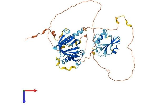 SHC3 Protein (AA 1-474) (His tag)