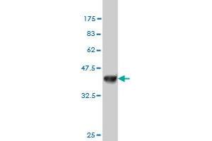 Western Blot detection against Immunogen (36. (NDST3 Antikörper  (AA 162-259))