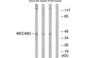 Western blot analysis of extracts from HepG2/COLO/HT-29 cells, using NECAB3 Antibody.