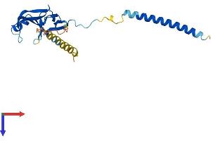 C21ORF45 Protein (AA 1-204) (His tag)