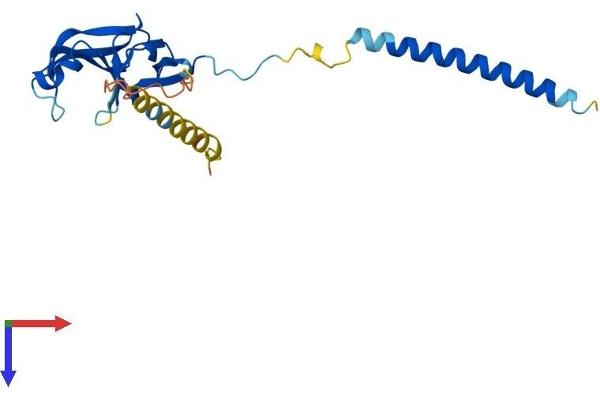 C21ORF45 Protein (AA 1-204) (His tag)