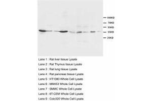 Image no. 1 for anti-Hematopoietically Expressed Homeobox (HHEX) (AA 24-39) antibody (ABIN1495424) (HHEX Antikörper  (AA 24-39))