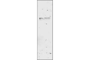 Image no. 1 for anti-Glutathione S Transferase (GST) antibody (ABIN226631)