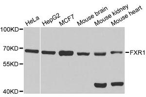 Western blot analysis of extracts of various cell lines, using FXR1 antibody. (FXR1 Antikörper  (AA 250-350))