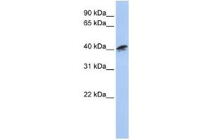 Western Blotting (WB) image for anti-Alpha Centractin (ACTR1A) antibody (ABIN2460043) (ACTR1A Antikörper)
