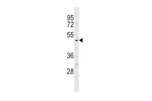 KCNJ10 Antibody (Center) (ABIN1538058 and ABIN2848869) western blot analysis in HL-60 cell line lysates (35 μg/lane). (KCNJ10 Antikörper  (AA 203-230))