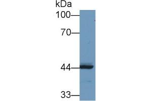 Western Blot; Sample: Human MCF7 cell lysate; Primary Ab: 1µg/ml Rabbit Anti-Human REV1 Antibody Second Ab: 0. (REV1 Antikörper  (AA 301-478))