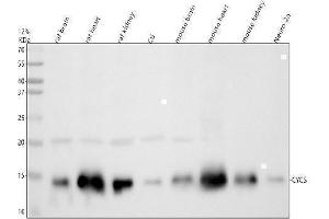 Western blot analysis of Cytochrome C using anti-Cytochrome C antibody (ABIN5518904). (Cytochrome C Antikörper  (AA 2-105))