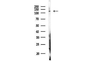anti-Serrate RNA Effector Molecule Homolog (SRRT) antibody
