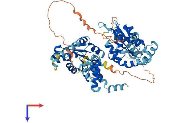 Adenylate Kinase 5 Protein (AK5) (AA 1-562) (His tag)