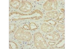 Immunohistochemistry of paraffin-embedded human kidney tissue using ABIN7162101 at dilution of 1:100 (Nyctalopin Antikörper  (AA 282-481))
