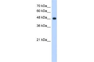 WB Suggested Anti-NDUFV1 Antibody Titration:  2.