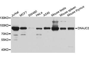 Western blot analysis of extracts of various cell lines, using DNAJC2 antibody (ABIN5972657) at 1/1000 dilution. (DNAJC2 Antikörper)