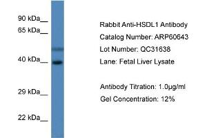 Western Blotting (WB) image for anti-Hydroxysteroid Dehydrogenase Like 1 (HSDL1) (C-Term) antibody (ABIN2788523) (HSDL1 Antikörper  (C-Term))