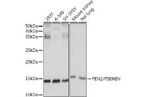 Western blot analysis of extracts of various cell lines, using PEN2/PSENEN Rabbit mAb (ABIN7269513) at 1:1000 dilution. (PEN2 Antikörper)