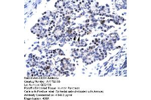 Human Pancreas (CDX4 Antikörper  (C-Term))