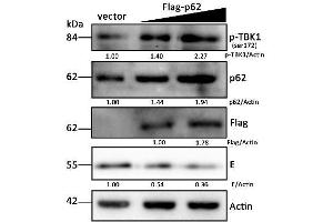 DEF cells were treated as described in Figure 6A, and cells were harvested for Western blot analysis and immunoblotted for p-TBK1 (ABIN746363), p62, Flag, DTMUV-E, and beta-actin. (TBK1 Antikörper  (pSer172))