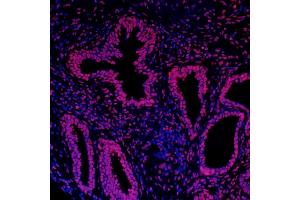 Immunofluorescence (IF) image for anti-Histone H3 (H3) (C-Term) antibody (ABIN7455227) (Histone 3 Antikörper  (C-Term))