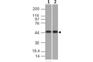 Western Blot of K562 and HEK293 cell lysates using Napsin A Mouse Monoclonal Antibody (NAPSA/1239). (NAPSA Antikörper  (AA 189-299))