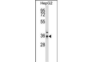 P4C Antibody (Center) (ABIN657678 and ABIN2846670) western blot analysis in HepG2 cell line lysates (35 μg/lane). (PPP4C Antikörper  (AA 160-189))