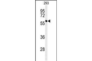 Western blot analysis of hPPM1G-C164 in 293 cell line lysates (35ug/lane) (PPM1G Antikörper  (AA 150-180))