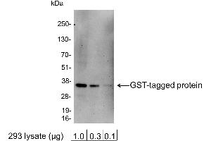 Western Blotting (WB) image for anti-Glutathione S Transferase (GST) antibody (HRP) (ABIN7449522) (GST Antikörper  (HRP))
