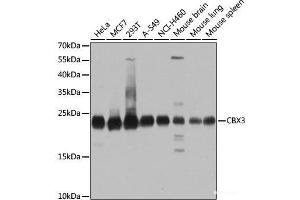 Western blot analysis of extracts of various cell lines using CBX3 Polyclonal Antibody at dilution of 1:1000. (CBX3 Antikörper)