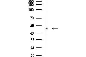 anti-Annexin A7 (ANXA7) (N-Term) antibody