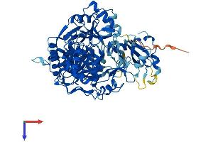 AACS Protein (AA 1-672) (His tag)