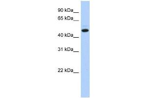 C5ORF36 antibody used at 1 ug/ml to detect target protein. (C5orf36 Antikörper  (N-Term))