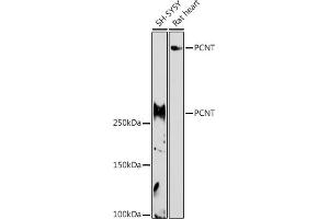 Western blot analysis of extracts of various cell lines, using PCNT antibody (ABIN7269216) at 1:1000 dilution. (PCNT Antikörper)