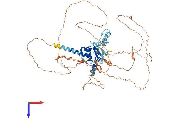 ZBTB3 Protein (AA 1-574) (His tag)
