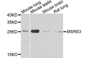 Western blot analysis of extracts of various cell lines, using MSRB3 antibody. (MSRB3 Antikörper  (AA 1-185))