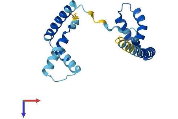 HMGB4 Protein (AA 1-181) (His tag)