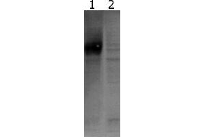 Western-Blot detection of human GFRα-1 expressed in CHO cells.