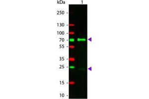Image no. 1 for Donkey anti-Chicken IgY (Whole Molecule) antibody (TRITC) (ABIN1102431)