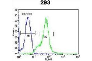 Flow cytometric analysis of 293 cells using LGALS9B Antibody (Center) Cat. (LGALS9B Antikörper  (Middle Region))