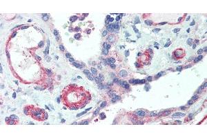 Immunohistochemistry of paraffin-embedded Human Placenta using APOL2 Polyclonal Antibody at dilution of 1:50. (Apolipoprotein L 2 Antikörper)