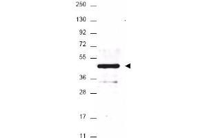 Image no. 1 for anti-HA-Tag antibody (ABIN401240)