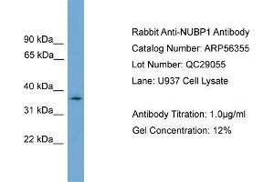 WB Suggested Anti-NUBP1  Antibody Titration: 0. (NUBP1 Antikörper  (N-Term))
