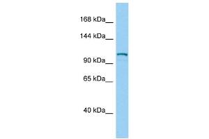Host:  Rabbit  Target Name:  Dsg2  Sample Type:  Mouse Testis lysates  Antibody Dilution:  1. (Desmoglein 2 Antikörper  (Middle Region))
