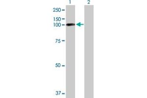 Western Blot analysis of EPB41L1 expression in transfected 293T cell line by EPB41L1 MaxPab polyclonal antibody. (EPB41L1 Antikörper  (AA 1-779))